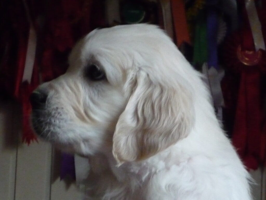 Dog Puppy by Gillbryan Any Dream Will Do