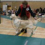 Gillbryan The Dream Goes On Winning Junior Bitch Southern Golden Retriever Ch Show 2010