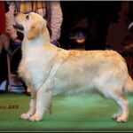 Gillbryan the Dream Goes on  at Crufts  2010