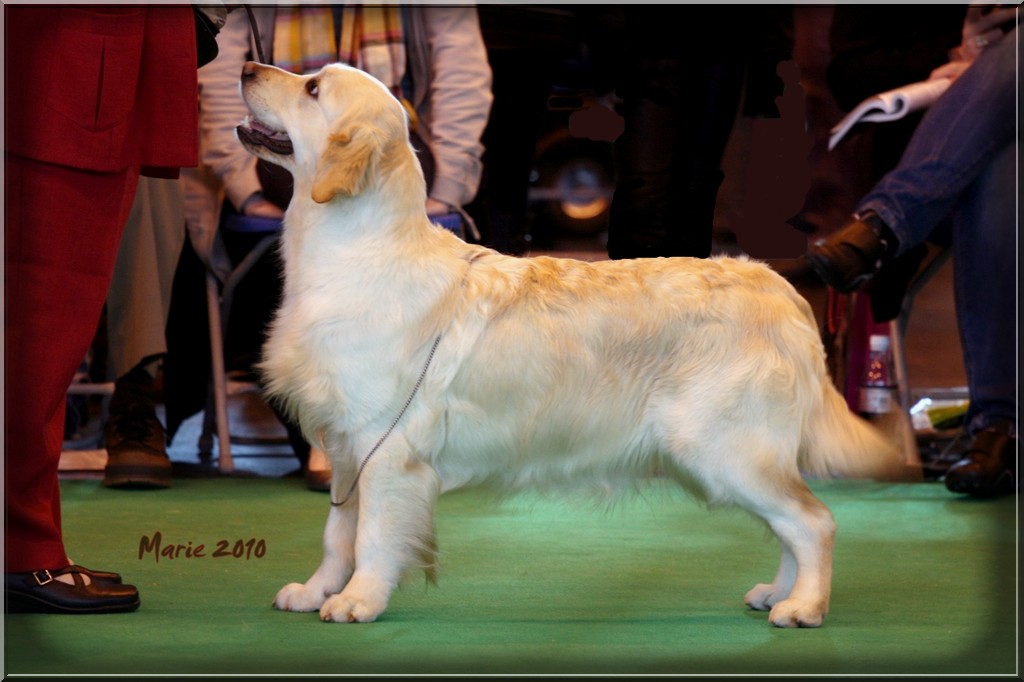 Gillbryan the Dream Goes on  at Crufts  2010