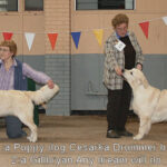 Gillbryan Any Dream Will Do JW 2nd Puppy Dog @ GRC Ch. Show 2008